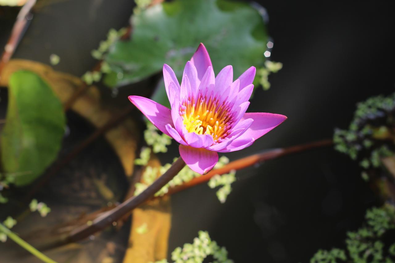Smilingface Guesthouse Sukhothai Ngoại thất bức ảnh